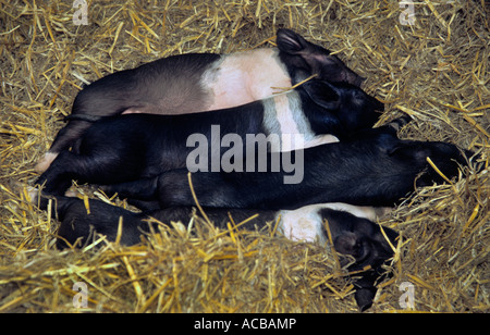 Vier kleine Schweinchen Stockfoto