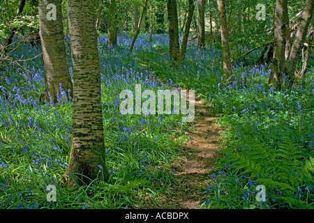 Weg durch ein Bluebell Holz in Surrey England Stockfoto