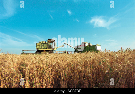 Ein Mähdrescher erntet ein wheaten Feld Stockfoto