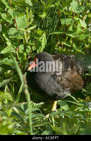 Moorhen Gallinula chloropus Stockfoto