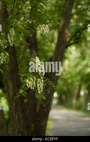 Robinie - Pseudoacacia - allgemeiner Name: Robinie Stockfoto