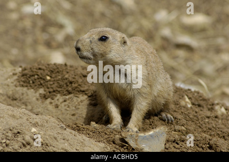 Schwarz angebundene Präriehund Erwachsene außerhalb Fuchsbau Schwarzschwanz-ludovician Stockfoto