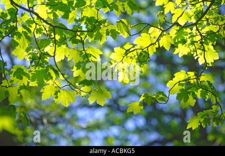 Neu entstanden Ahorn Blätter im Frühjahr Acer Pseudoplatanus Norfolk UK Stockfoto
