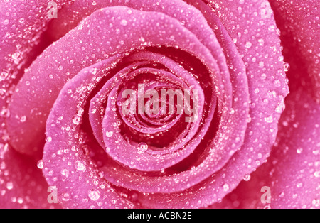 Nahaufnahme von rosa Rose mit Wassertropfen UK Norfolk Stockfoto