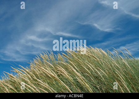 Wind geblasen Rasen Stockfoto