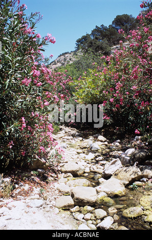 Fußweg zur Avakas-Schlucht Stockfoto