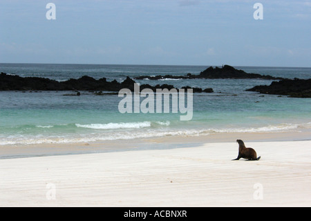 Seelöwe an einem weißen Sandstrand am Bahia Gardner auf Espanola Galapagos Inseln Stockfoto