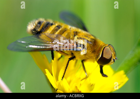 Schwarz-gelb gestreiften fliegen sitzen auf gelbe Blume Stockfoto