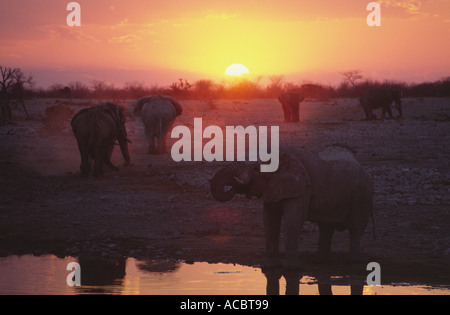 Elefanten zu Fuß in den Sonnenuntergang in der Okakuejo Wasserloch Etosha Nationalpark Namibia Südliches Afrika Stockfoto