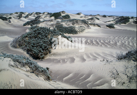 Düne-Bildung in der Skeleton Coast Namibia Südliches Afrika Stockfoto