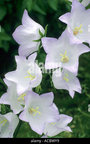Campanula Persicifolia 'Chettle Charme", Glockenblume, weißen Blüten campanulas Stockfoto