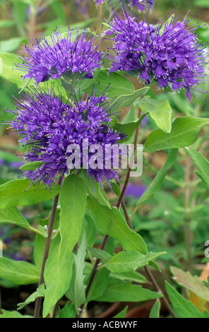 Caryopteris X clandonensis 'Worcester Gold', blaue Blumen Stockfoto