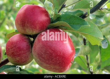 Apple 'Worcester Pearmain', rote Früchte, Früchte essbar, gesunden Verzehr von Äpfeln Stockfoto