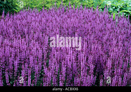 Salvia Nemorosa 'Amethyst', Salbei, purpurrote Blume salvias Stockfoto