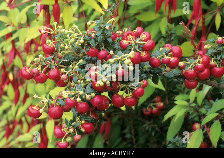 Callunen Mucronata Mucronata, Sy Pernettya und Fuchsia fehlt var. Gracilis "Aurea" gaultherias Stockfoto