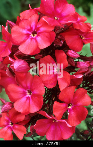 Phlox Paniculata 'Starfire', rote Blüte, Gartenpflanze Stockfoto