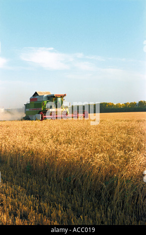 Ein Mähdrescher erntet ein wheaten Feld Stockfoto