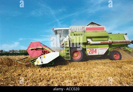 Ein Mähdrescher erntet ein wheaten Feld Stockfoto