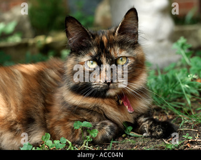 Eine Erwachsene weibliche Tabbykatze sitzen auf dem Rasen. Stockfoto