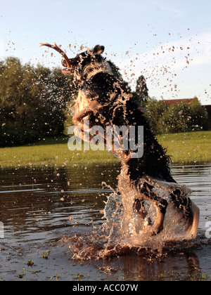 Ein Collie, springen aus dem Wasser springen, um einen Stock zu fangen. Stockfoto