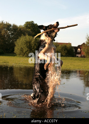 Ein Collie, springen aus dem Wasser springen, um einen Stock zu fangen. Stockfoto