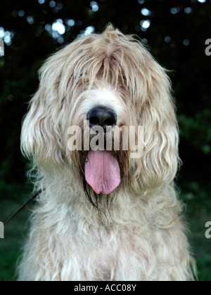 Ein Otterhund mit seiner Zunge heraus Stockfoto