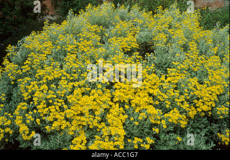 Senecio Greyi, Sy Brachyglottis "Sunshine" Stockfoto