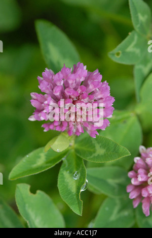 Rotklee Trifolium pratense Stockfoto