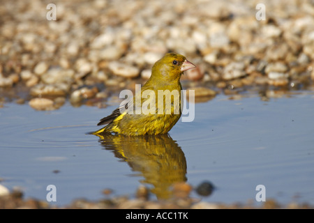 Grünfink, Chloris chloris Stockfoto