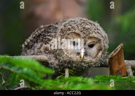 Habichtskauz juv., Strix Uralensis (Juvenil) Stockfoto