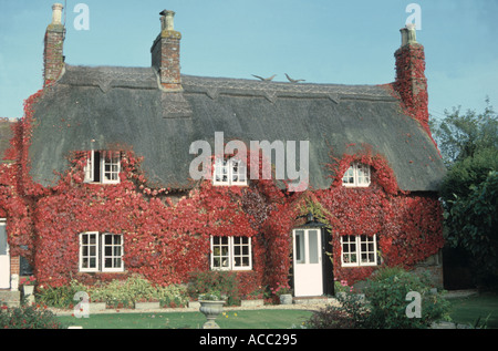 Traditionellen Strohdach bedeckt mit wildem Wein rot im Herbst Stockfoto