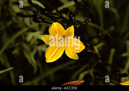 Alton Barnes Wiltshire Garten zugänglich für die Öffentlichkeit für National Garden Scheme Stockfoto