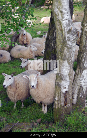 Walisische Maultier Schafherde Weiden im Silver Birch Obstgarten. Stockfoto