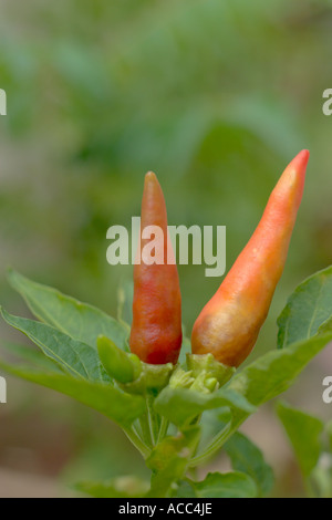 Reife Chili Früchten Twin terror Stockfoto