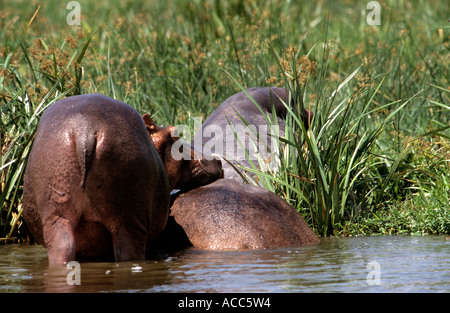 Hippopotamus durch River Bank, Uganda Stockfoto