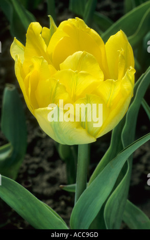 Tulipa "Monte Carlo", div. 2, gelbe Tulpe, Tulpen Doppel frühen Gruppe Stockfoto