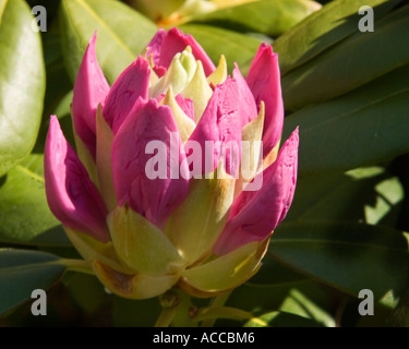 Rhododendron-Knospen bereit zu blühen Stockfoto