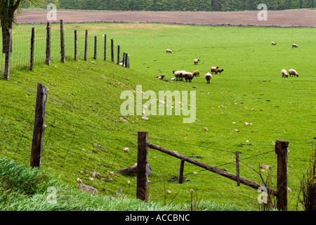 Schafbeweidung auf dem Bauernhof Stockfoto