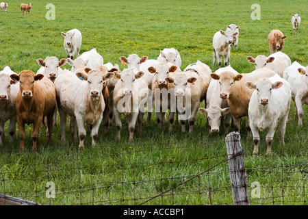 Neugierige Kühe Stockfoto