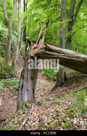Baumstamm im Wald gefangen durch starke Winde während eines Sturmes Wales UK Stockfoto