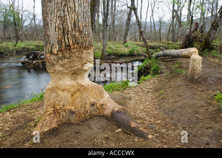 Bäume nagte und gefällt durch Biber mit Dam im Hintergrund Cades Cove Great Smoky Mountains Nationalpark Tennessee Stockfoto