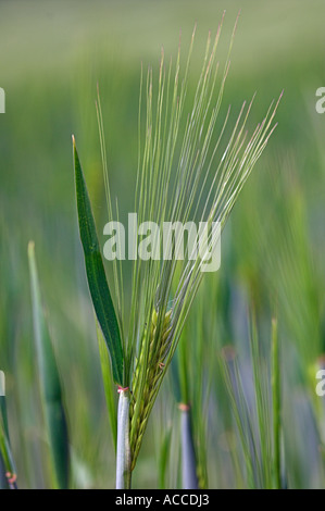 Junge wachsende Körner der Gerste hautnah Hordeum vulgare Stockfoto