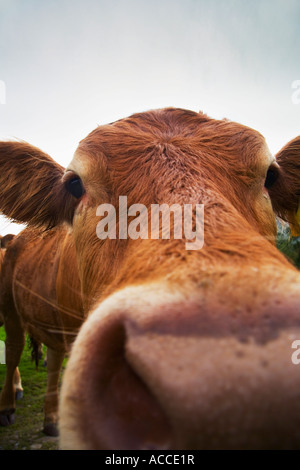 Kuh-Extreme Nahaufnahme Stockfoto