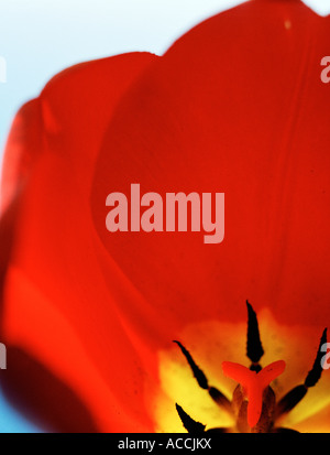 Eine rote Tulpe Nahaufnahme. Stockfoto