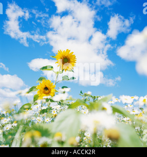Eine Wiese mit Gänseblümchen und zwei Sonnenblumen von unten. Stockfoto