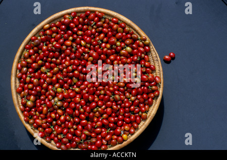 Ein Korb mit frisch gepflückten Kaffeekirschen, Uganda. Stockfoto