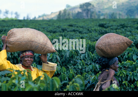 Kaffee-Plantage, Frauen Kaffee-Pflücker 60Kg Tragetaschen von frisch gepflückten Kaffeekirschen auf ihren Köpfen, Malawi Stockfoto