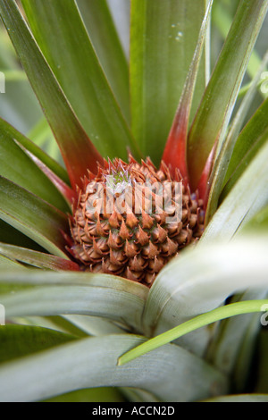 Nahaufnahme von Ananas Blume im Gewächshaus auf Plantage auf Sao Miguel Island Azoren Stockfoto