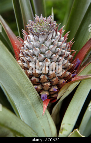 Nahaufnahme von Ananas Blume im Gewächshaus auf Plantage auf Sao Miguel Island Azoren Stockfoto