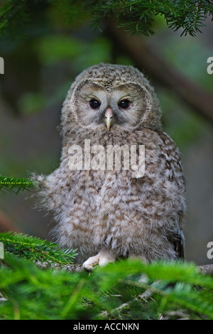 Habichtskauz juv., Strix, Uralensis juvenil Stockfoto